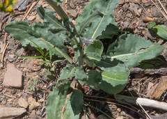 Senecio integerrimus major
