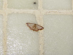 Idaea impexa