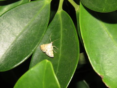 Lamprosema tampiusalis