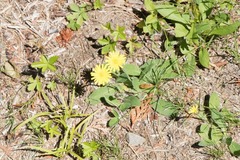 Pilosella flagellaris