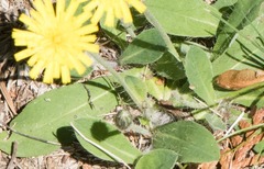 Pilosella flagellaris