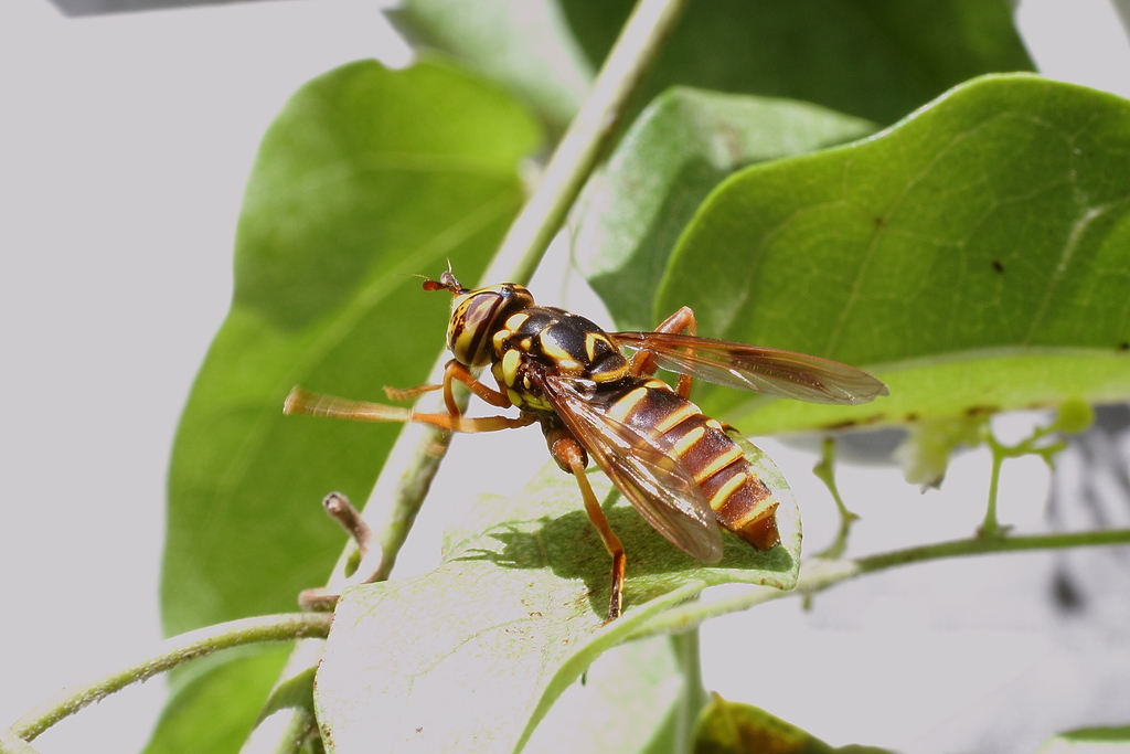 Spilomyia suzukii