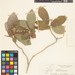 Guettarda odorata - Photo (c) Herbario Virtual FMB, algunos derechos reservados (CC BY-NC)