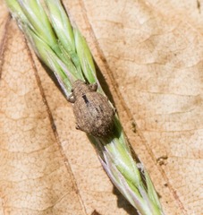 Strophosoma melanogrammum