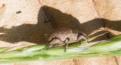 Strophosoma melanogrammum