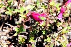 Xylocopa californica californica