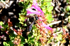 Xylocopa californica californica