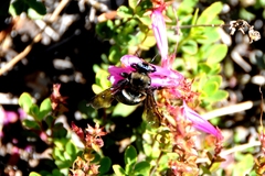 Xylocopa californica californica