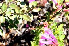 Xylocopa californica californica