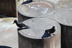 Corvus macrorhynchos