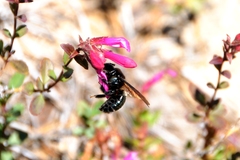 Xylocopa californica californica