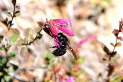 Xylocopa californica californica
