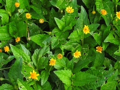 Acmella repens