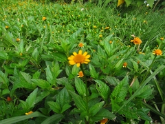 Acmella repens