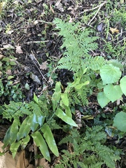 Pteris tremula