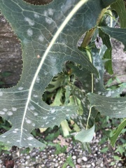 Golovinomyces sonchicola