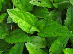 Acmella repens