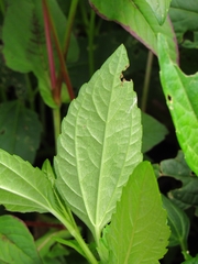 Acmella repens