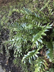 Asplenium oblongifolium