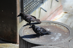 Corvus macrorhynchos