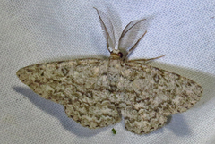 Hypomecis umbrosaria