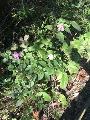 Cobaea scandens
