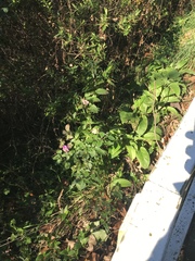 Cobaea scandens