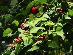 Rauvolfia tetraphylla