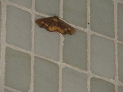 Lopharthrum comprimens