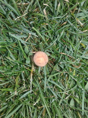 Fungi