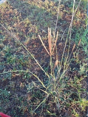 Bothriochloa ischaemum