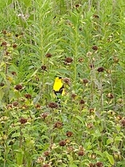 Spinus tristis tristis