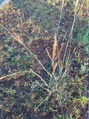 Bothriochloa ischaemum