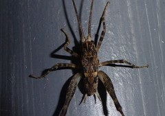 Pleioplectron simplex