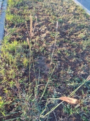 Bothriochloa ischaemum