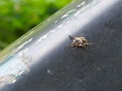 Alcimocoris coronatus