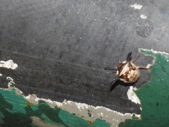 Alcimocoris coronatus