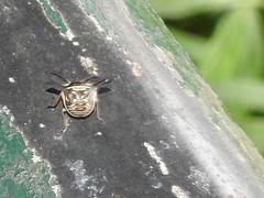 Alcimocoris coronatus