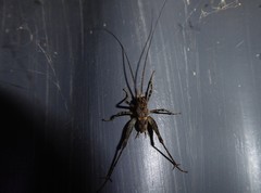 Pleioplectron simplex