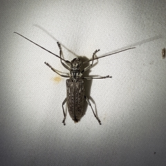 Monochamus notatus