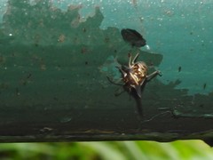 Alcimocoris coronatus