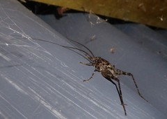 Pleioplectron simplex