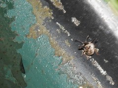 Alcimocoris coronatus