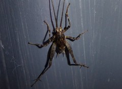 Pleioplectron simplex