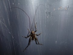 Pleioplectron simplex