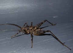 Pleioplectron simplex