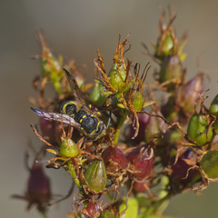 Ancistrocerus parietum