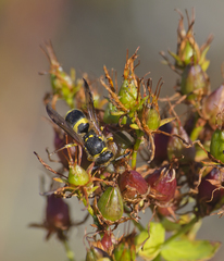 Ancistrocerus parietum