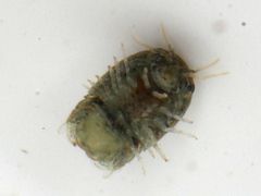 Gnorimosphaeroma oregonensis image
