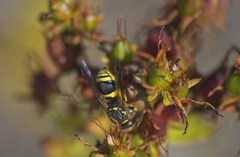 Ancistrocerus parietum